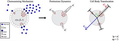 Integration of in vitro and in silico Models Using Bayesian Optimization With an Application to Stochastic Modeling of Mesenchymal 3D Cell Migration